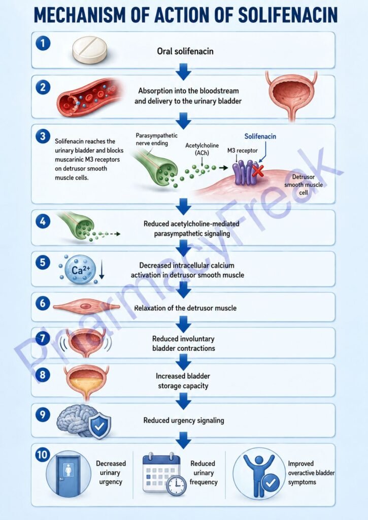 Mechanism of Action of Solifenacin Flowchart
