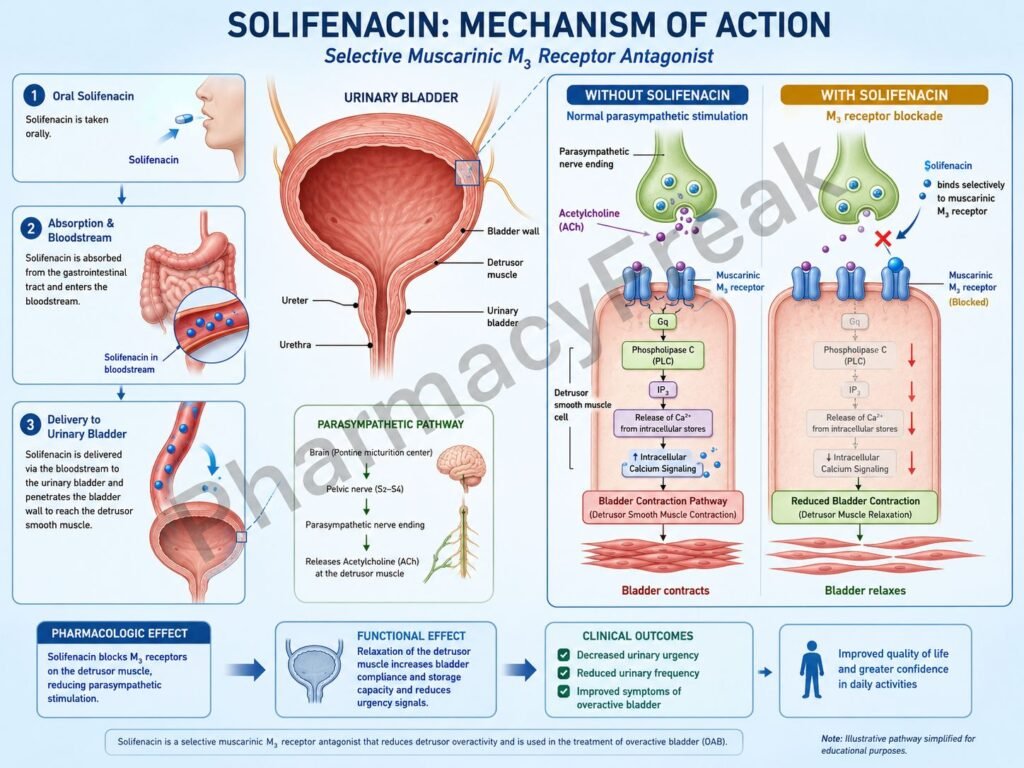 Mechanism of action of Solifenacin