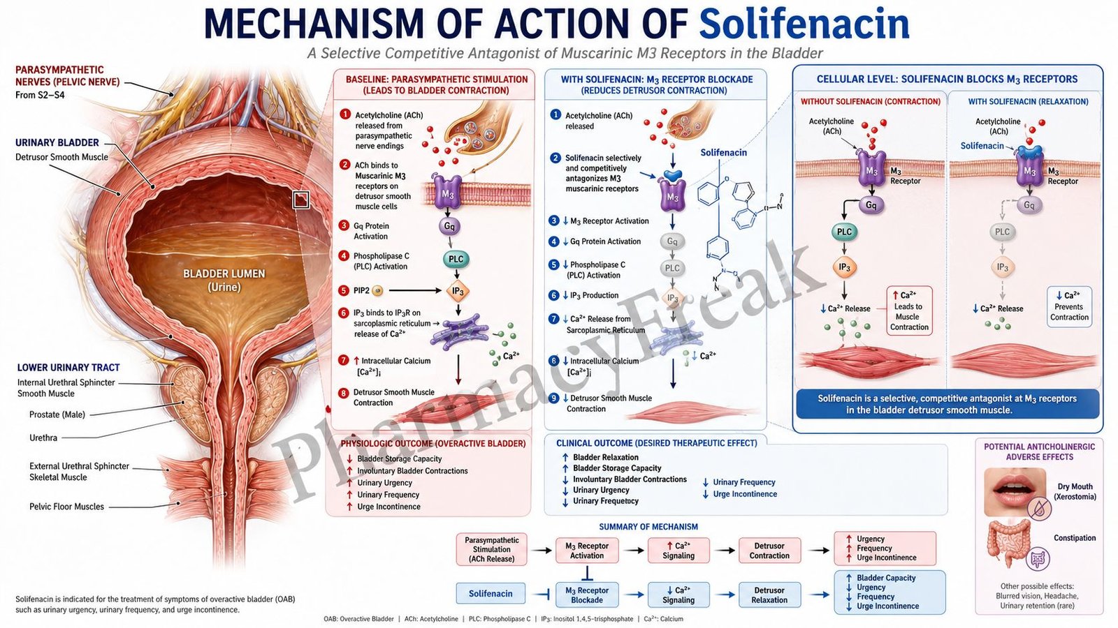 MOA of Solifenacin
