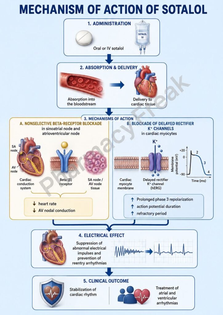 Mechanism of Action of Sotalol Flowchart