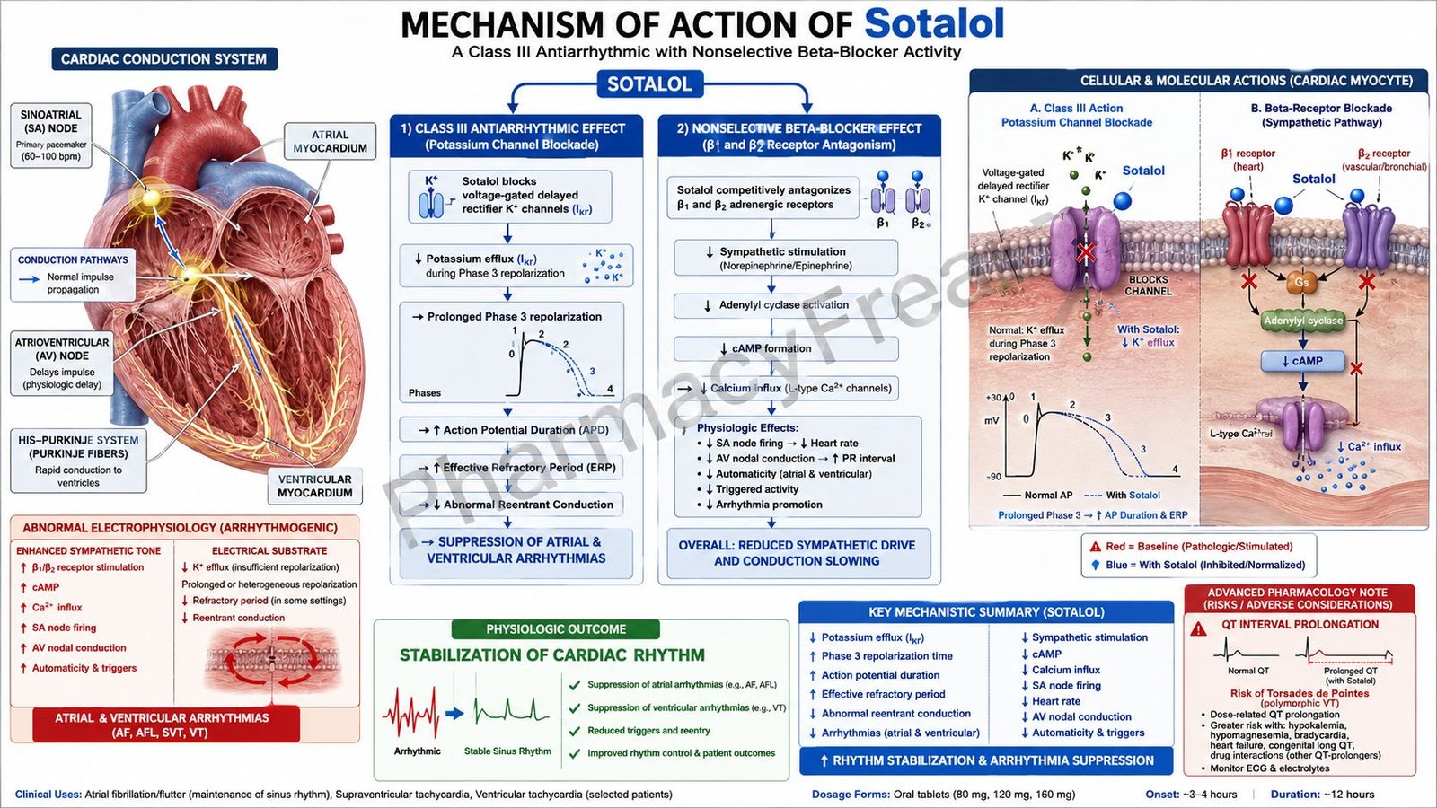 MOA of Sotalol