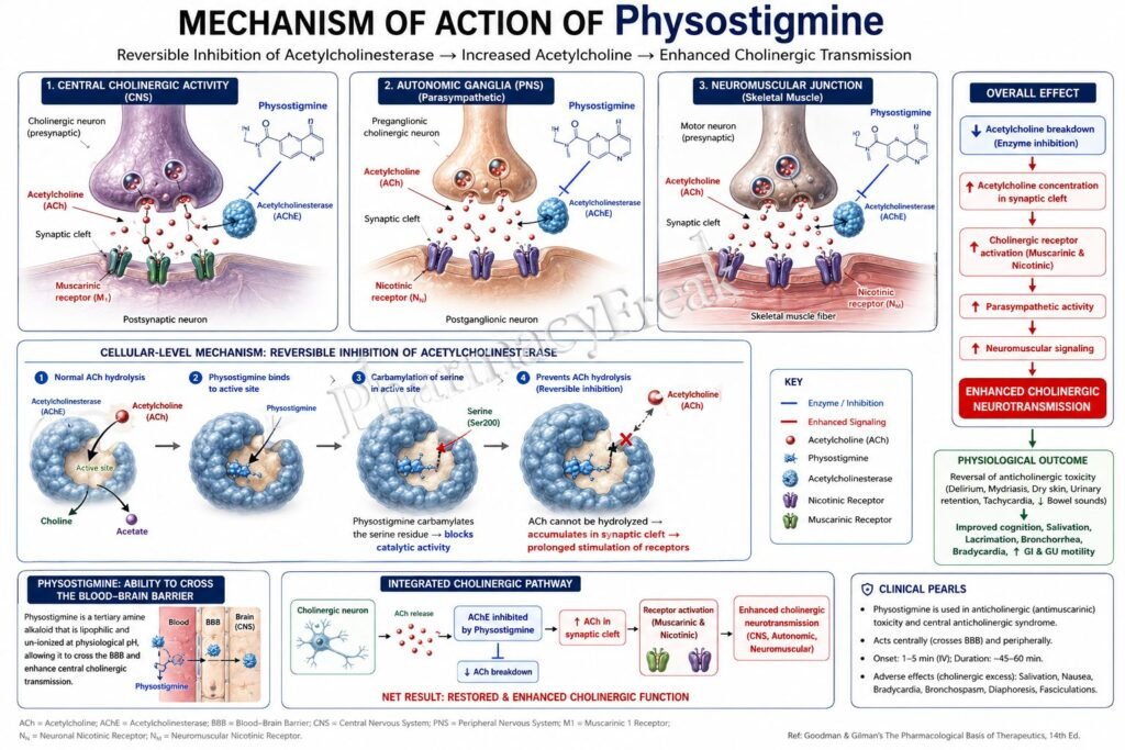 MOA of Physostigmine