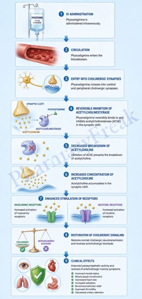 Mechanism of Action of Physostigmine Flowchart