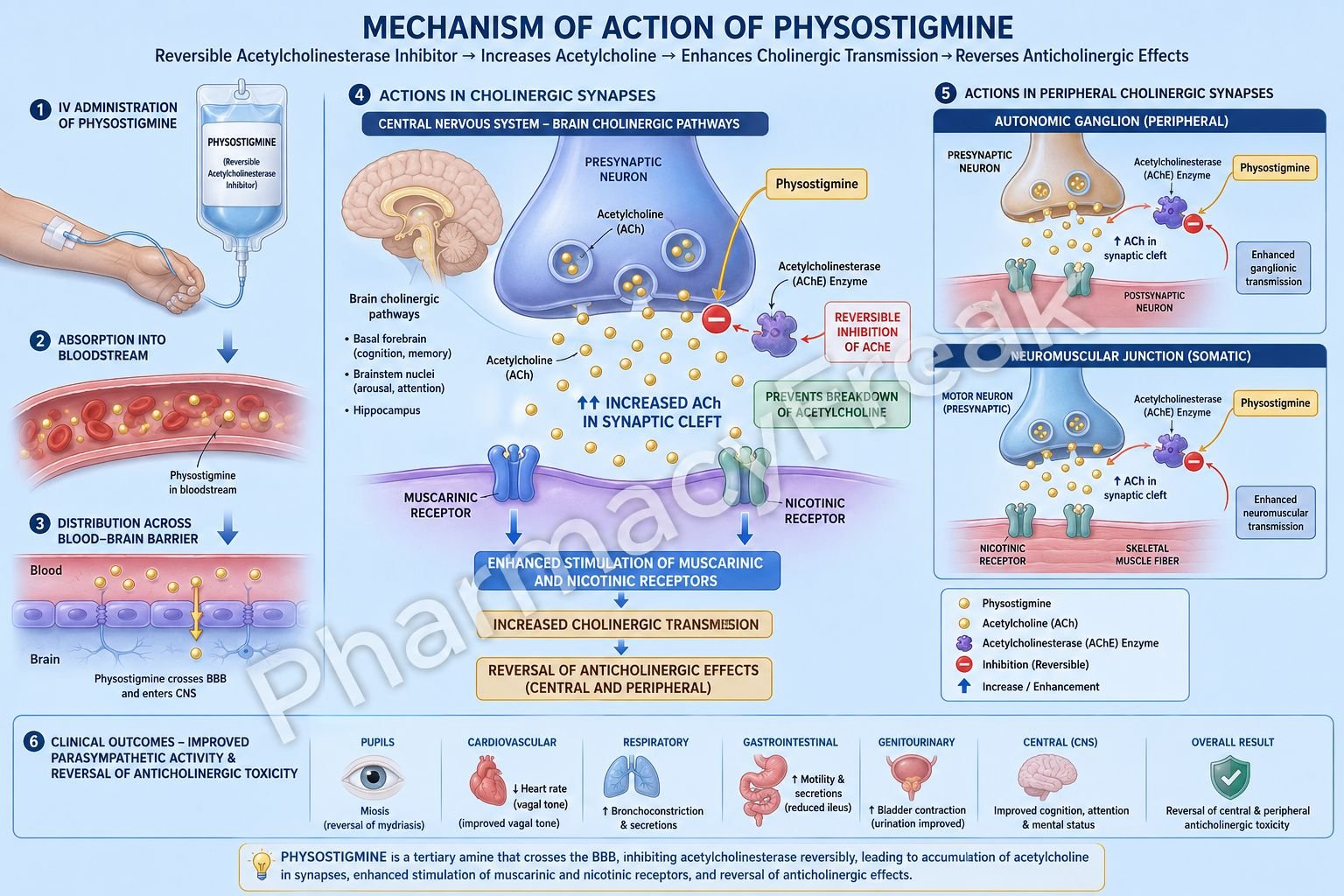 Mechanism of action of Physostigmine