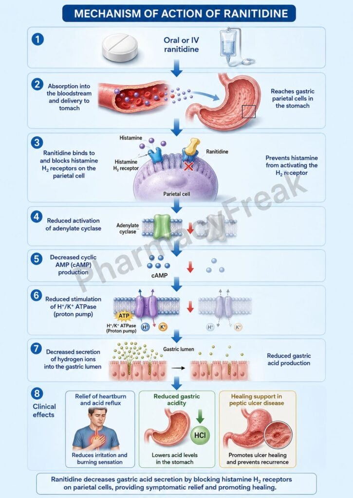 Mechanism of Action of Ranitidine Flowchart