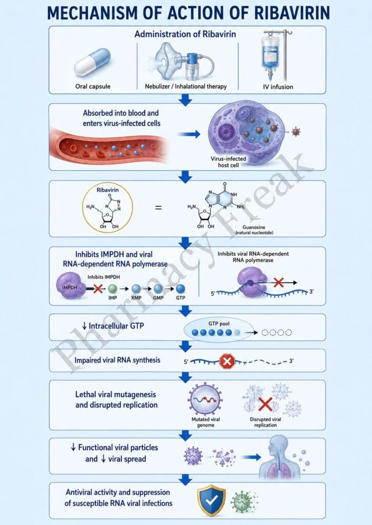 Mechanism of Action of Ribavirin Flowchart