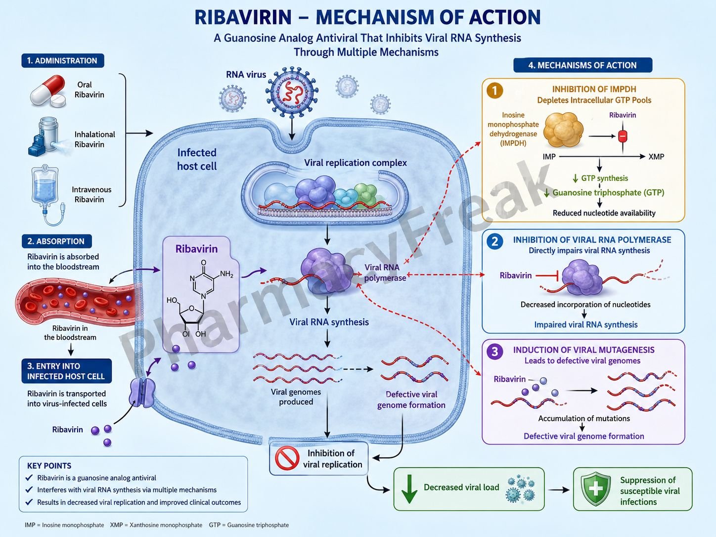 Mechanism of action of Ribavirin