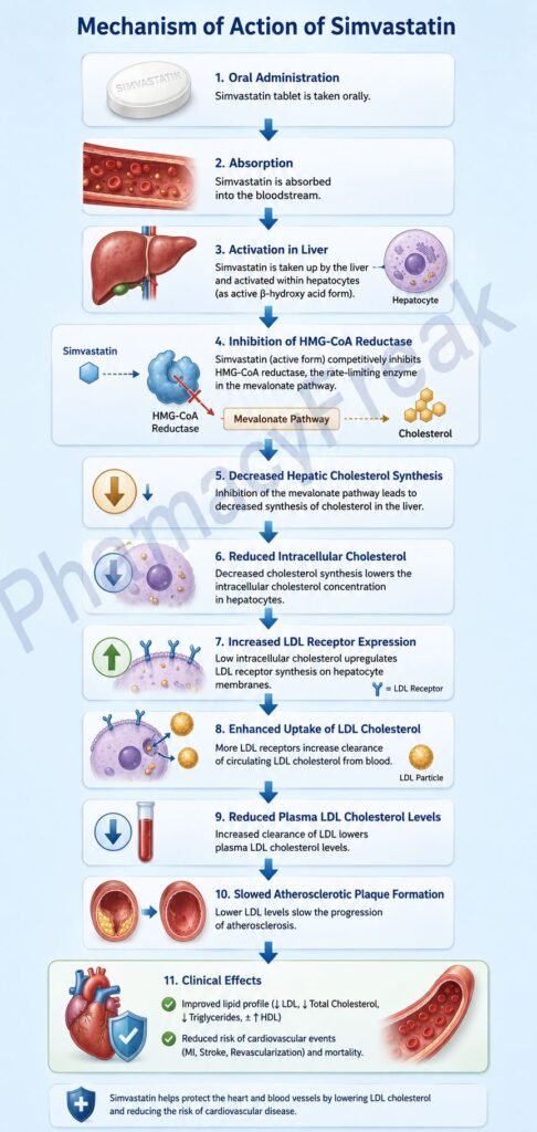 Mechanism of Action of Simvastatin Flowchart