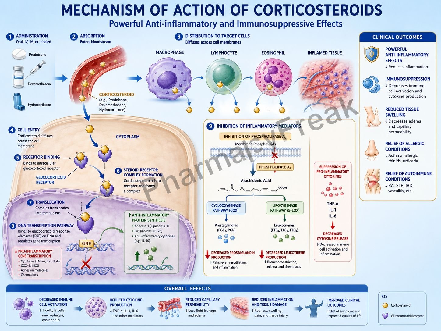 Mechanism of action of Steroids