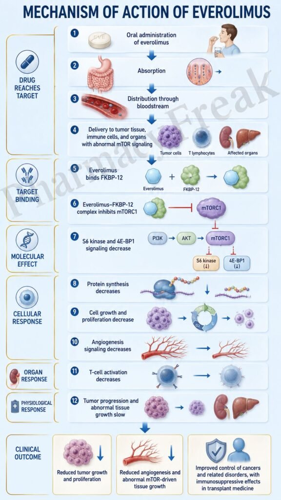 Mechanism of Action of Everolimus Flowchart