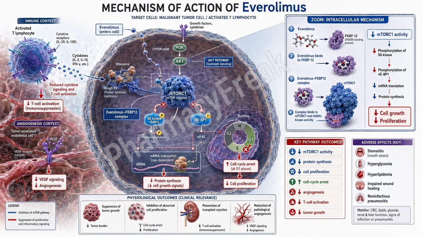 Mechanism of Action of Everolimus