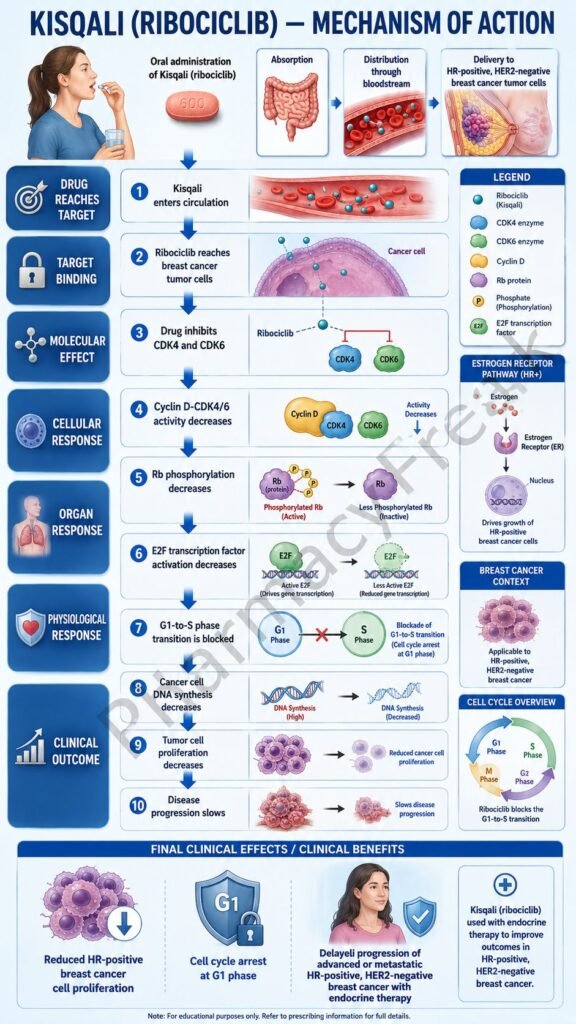 Mechanism of Action of Kisqali Flowchart