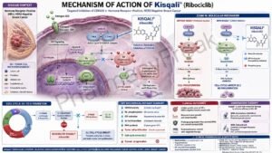 Mechanism of Action of Kisqali