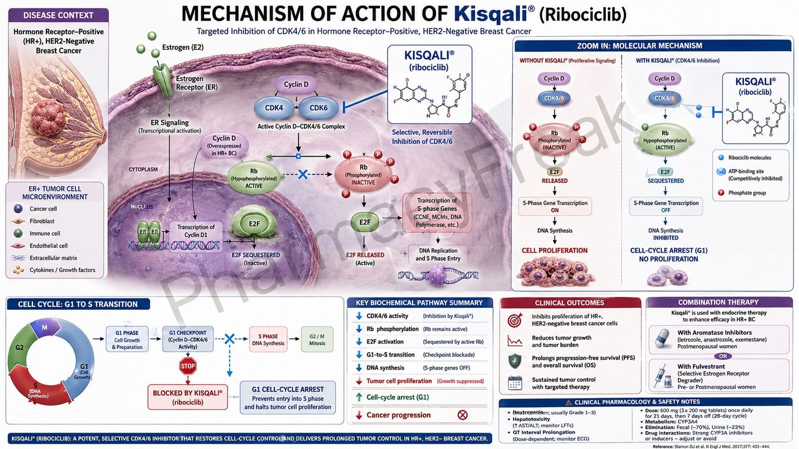 Mechanism of Action of Kisqali