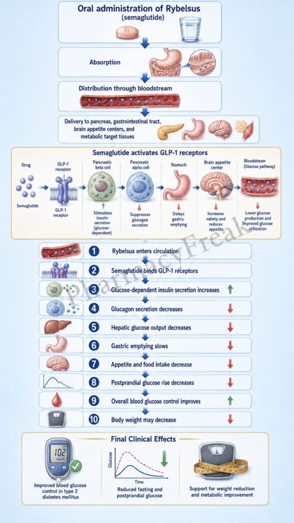 Mechanism of Action of Rybelsus Flowchart