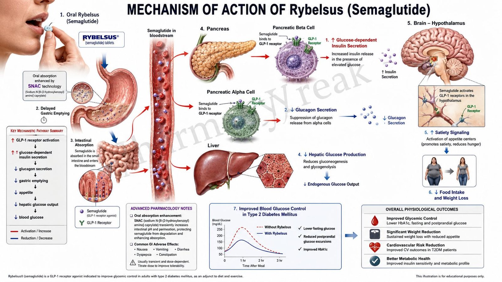 Rybelsus of Mechanism of Action