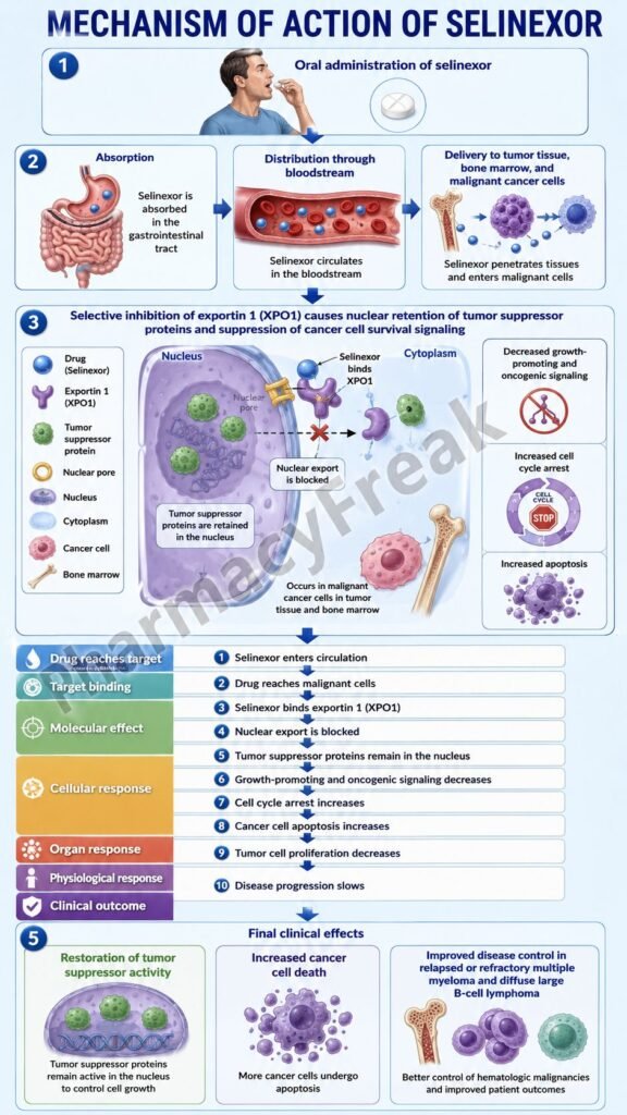 Mechanism of Action of Selinexor Flowchart