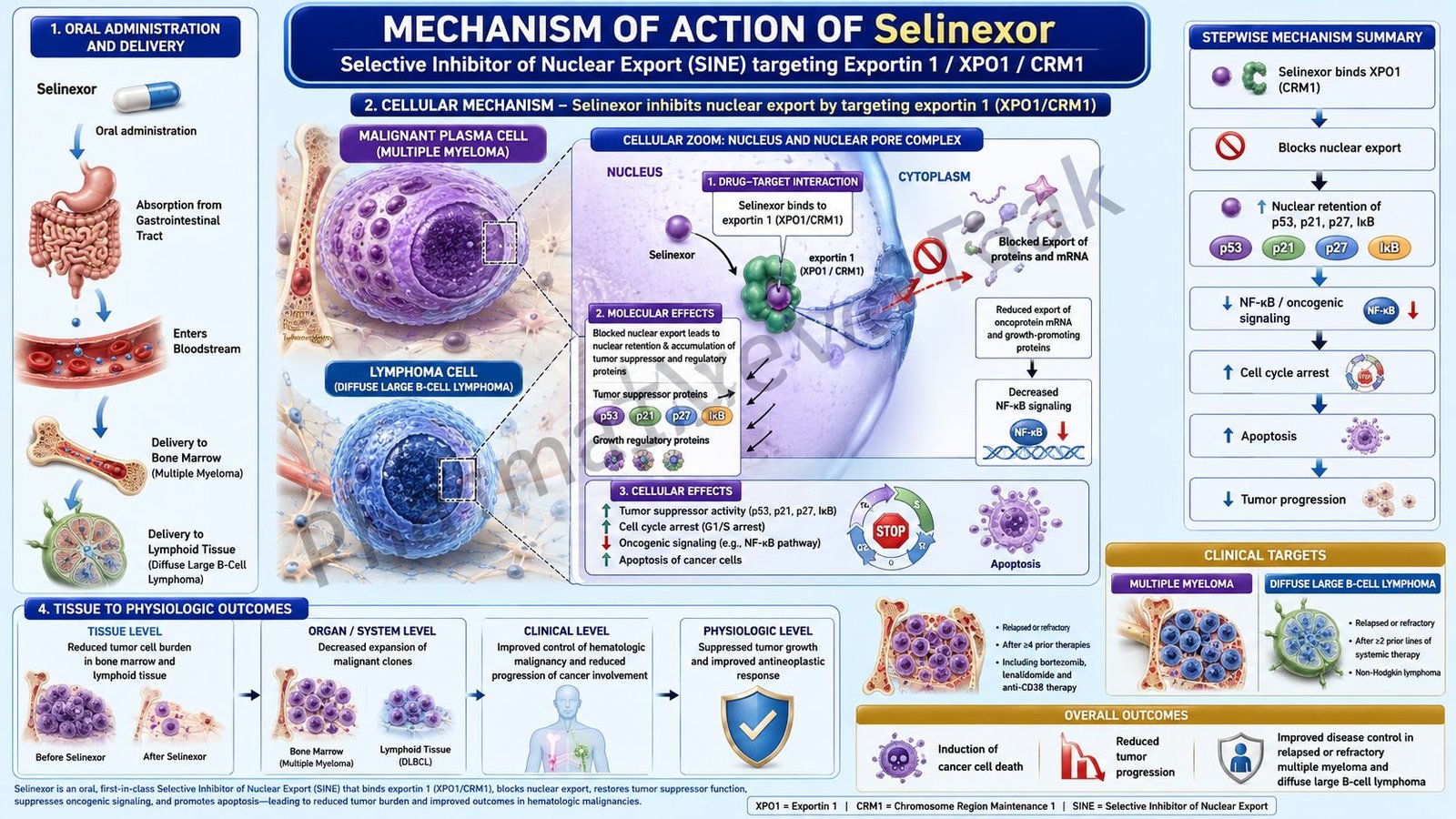 Mechanism of Action of Selinexor