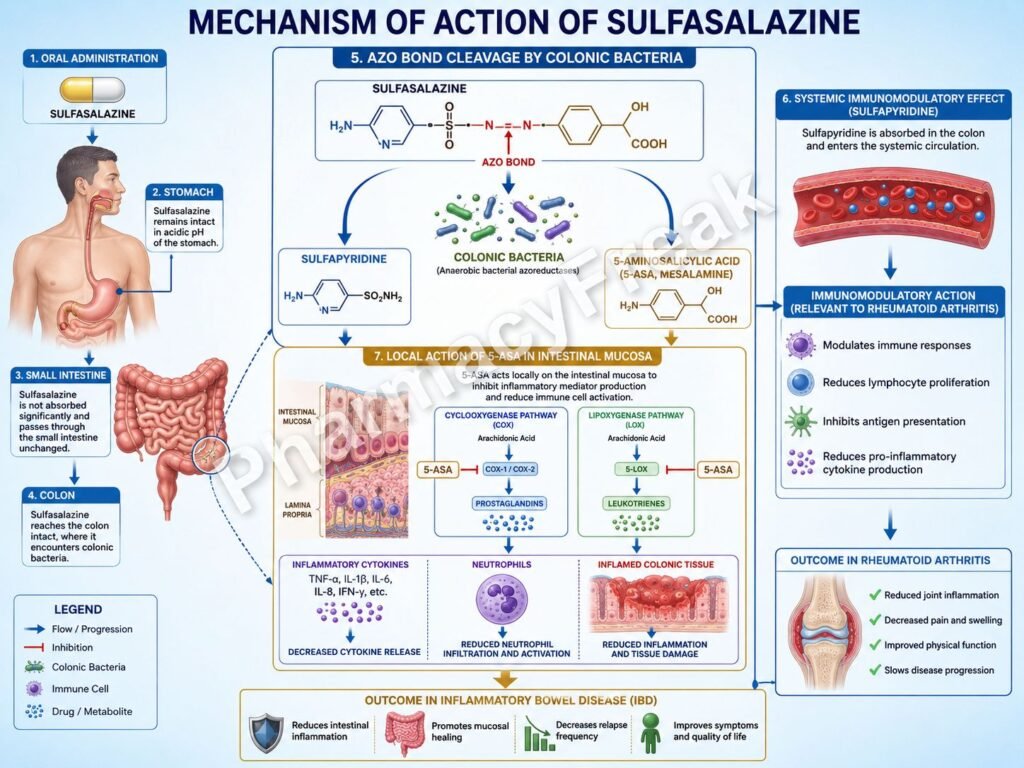 Mechanism of action of Sulfasalazine