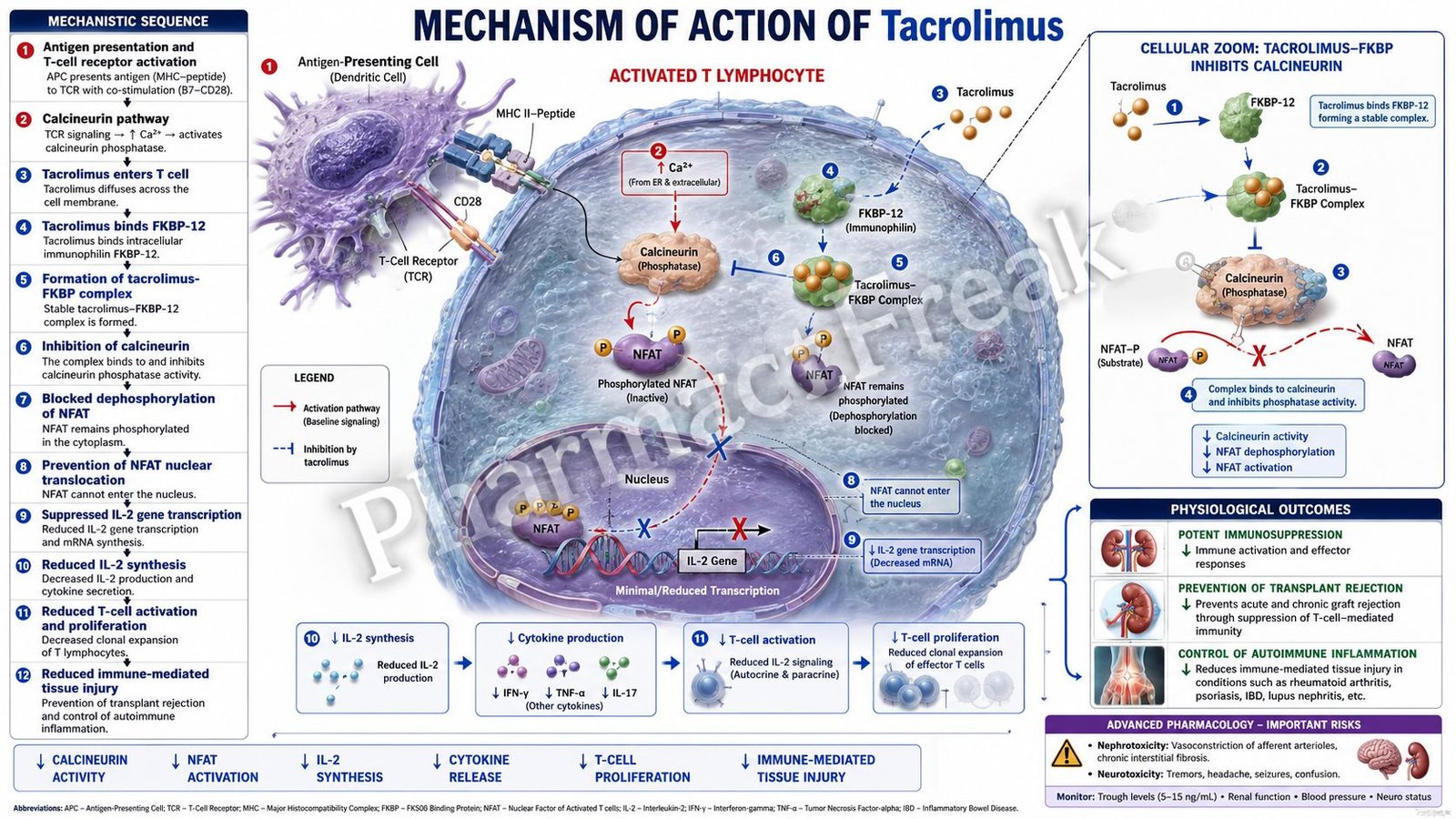 MOA of Tacrolimus