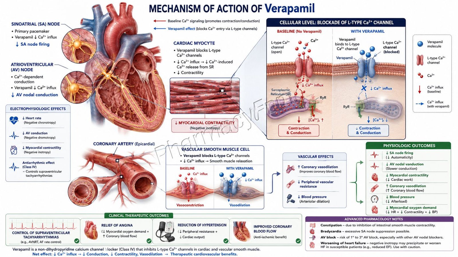 Mechanism of Action of Verapamil