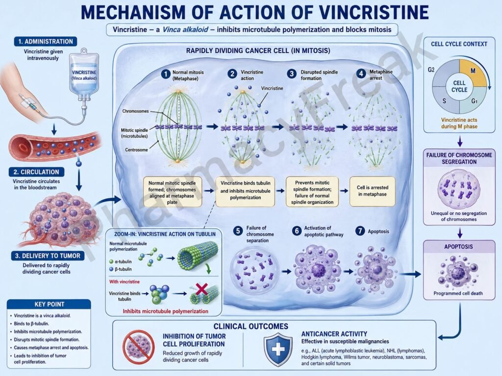 Vincristine Mechanism of action