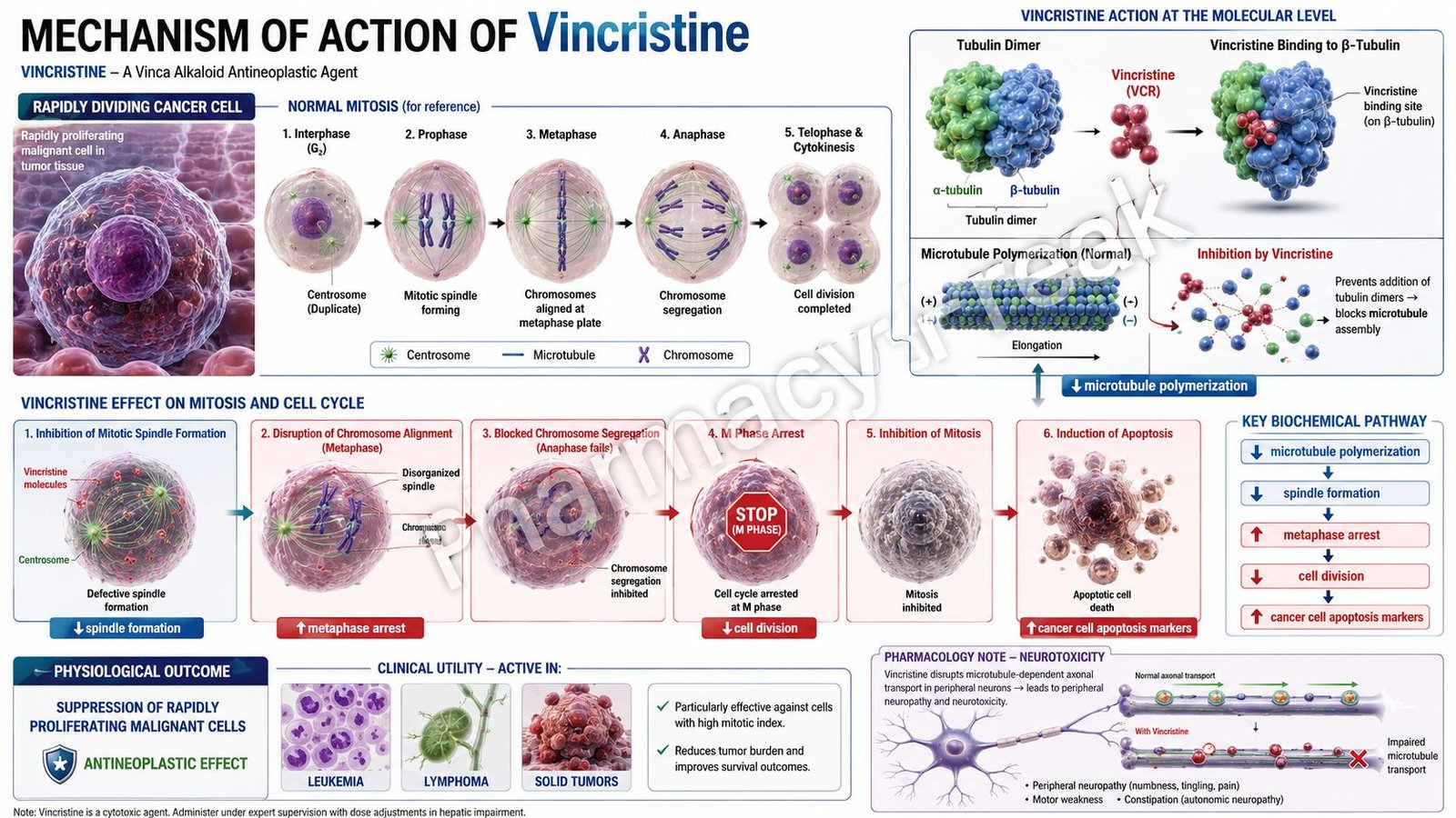 Mechanism of Action of Vincristine