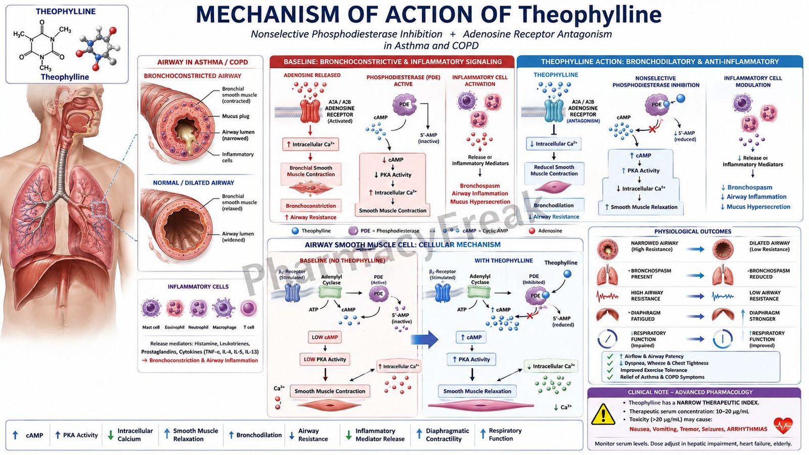 Mechanism of Action of Theophylline