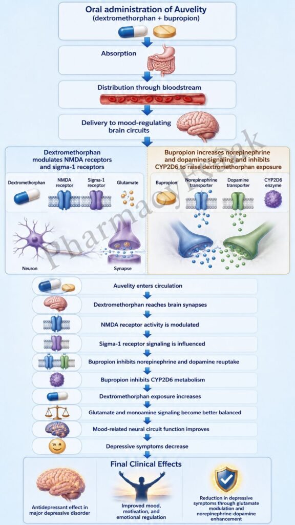 Mechanism of Action of Auvelity Flowchart