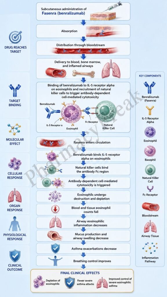 Mechanism of Action of Fasenra Flowchart