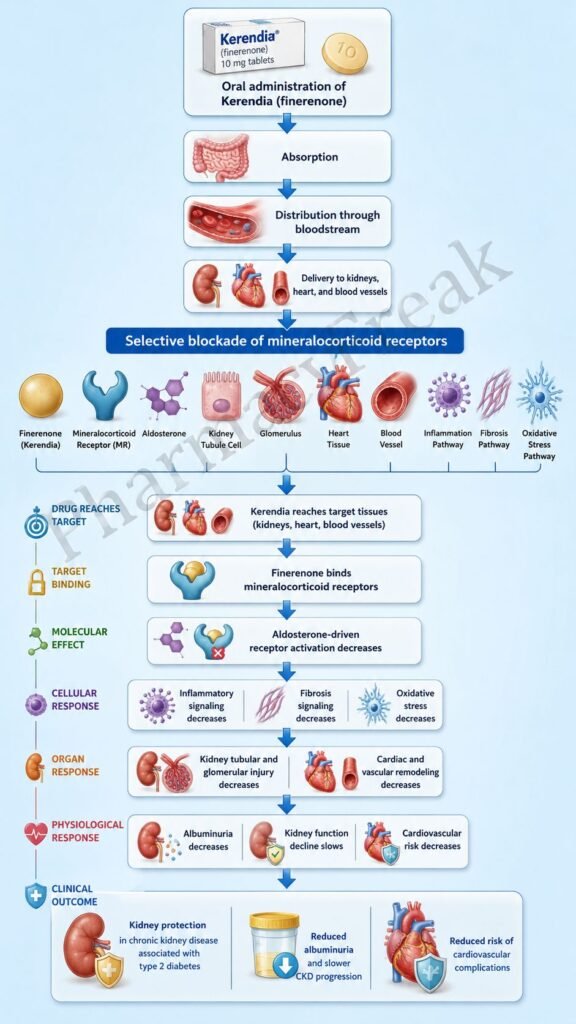Mechanism of Action of Kerendia (Finerenone) Flowchart