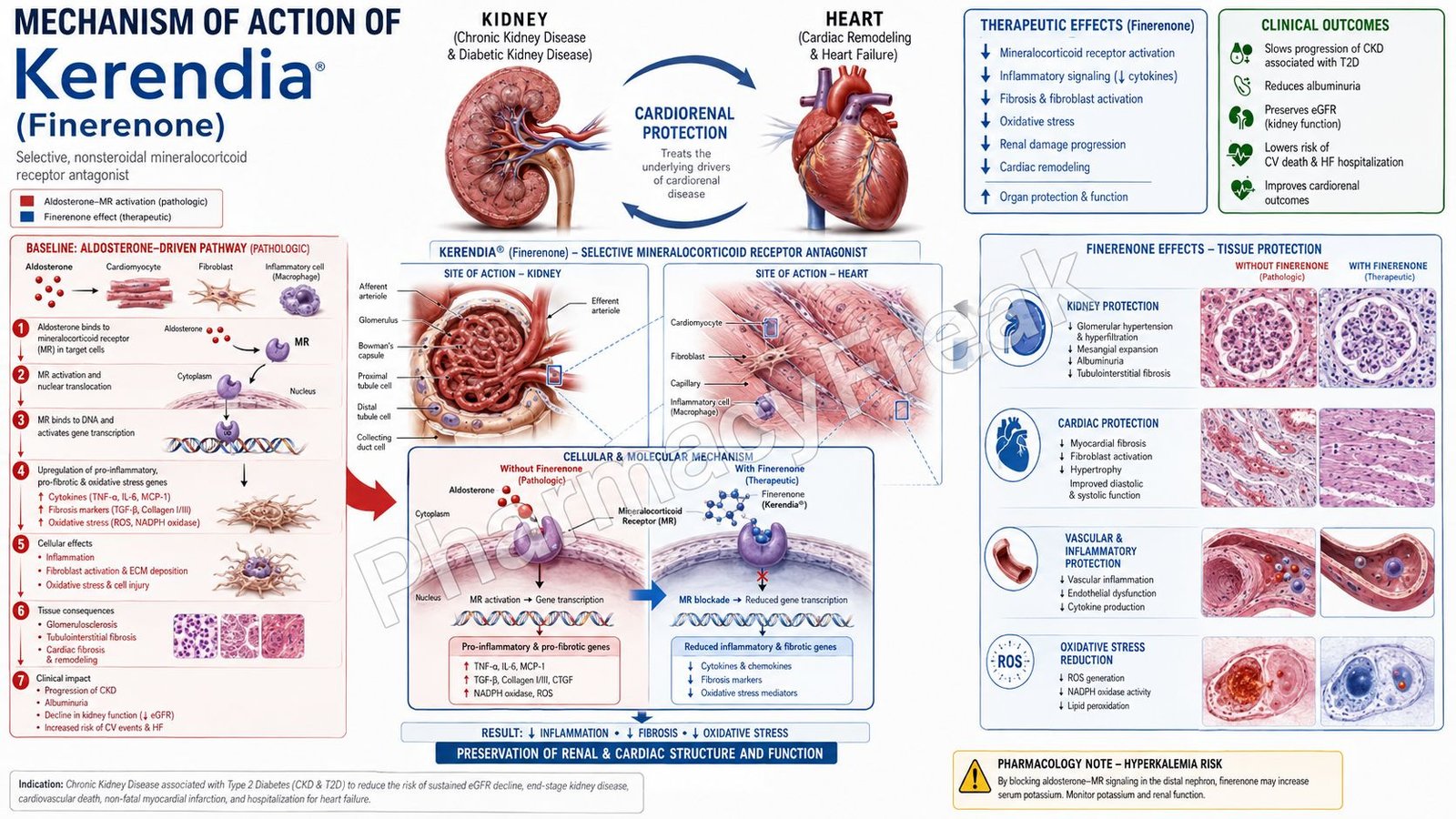 Mechanism of Action of Kerendia