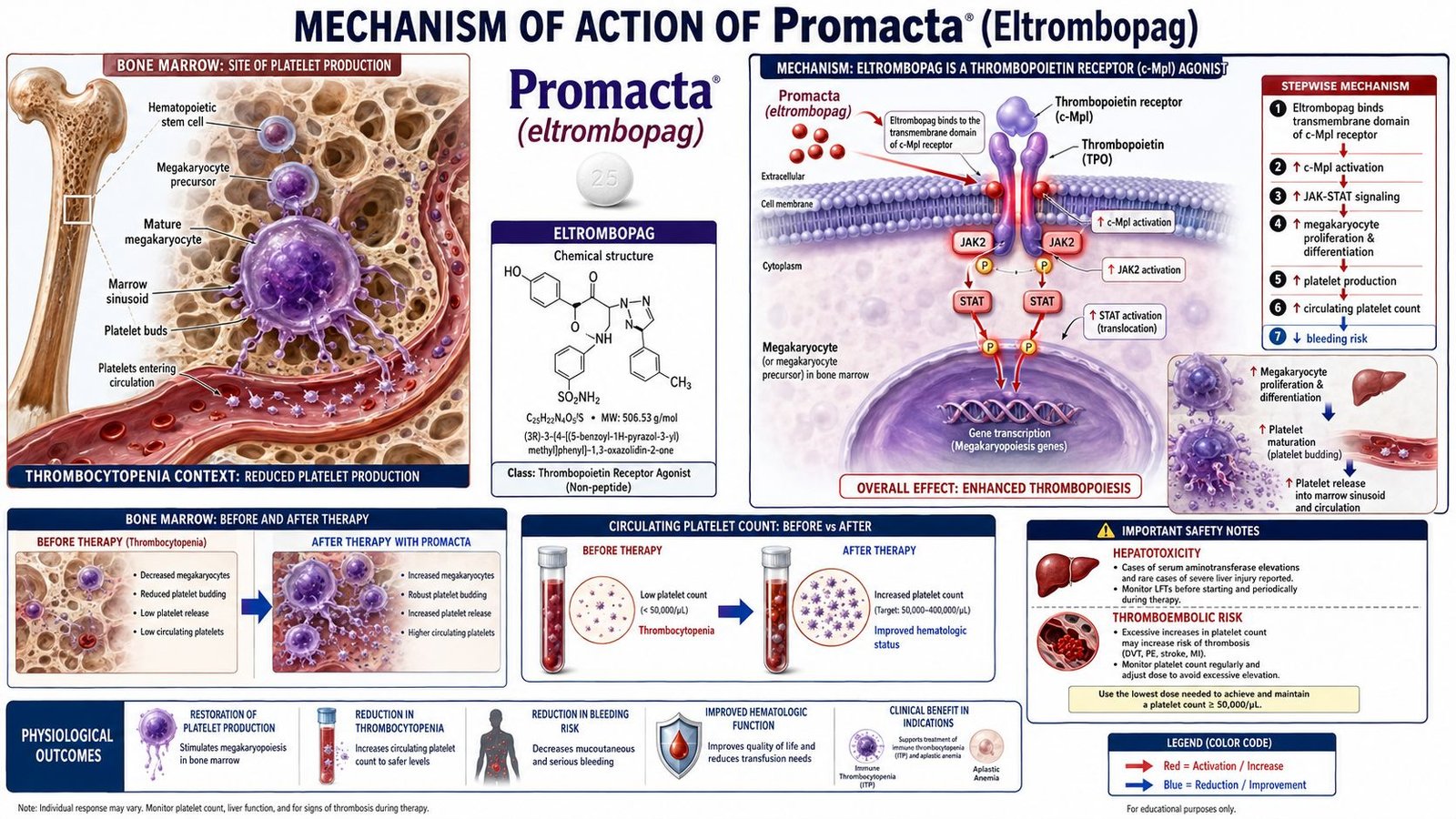 Mechanism of Action of Promacta