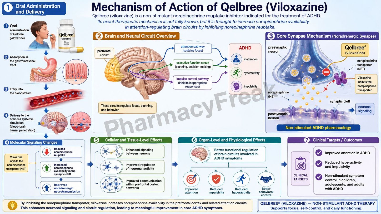 Mechanism of Action of Qelbree