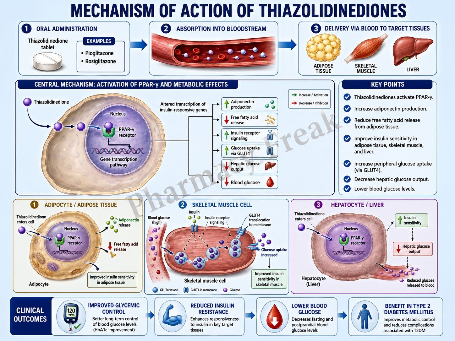 Mechanism of action of Thiazolidinediones