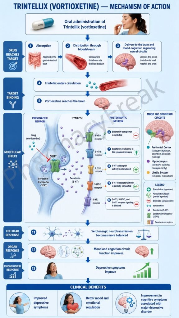 Mechanism of Action of Trintellix Flowchart