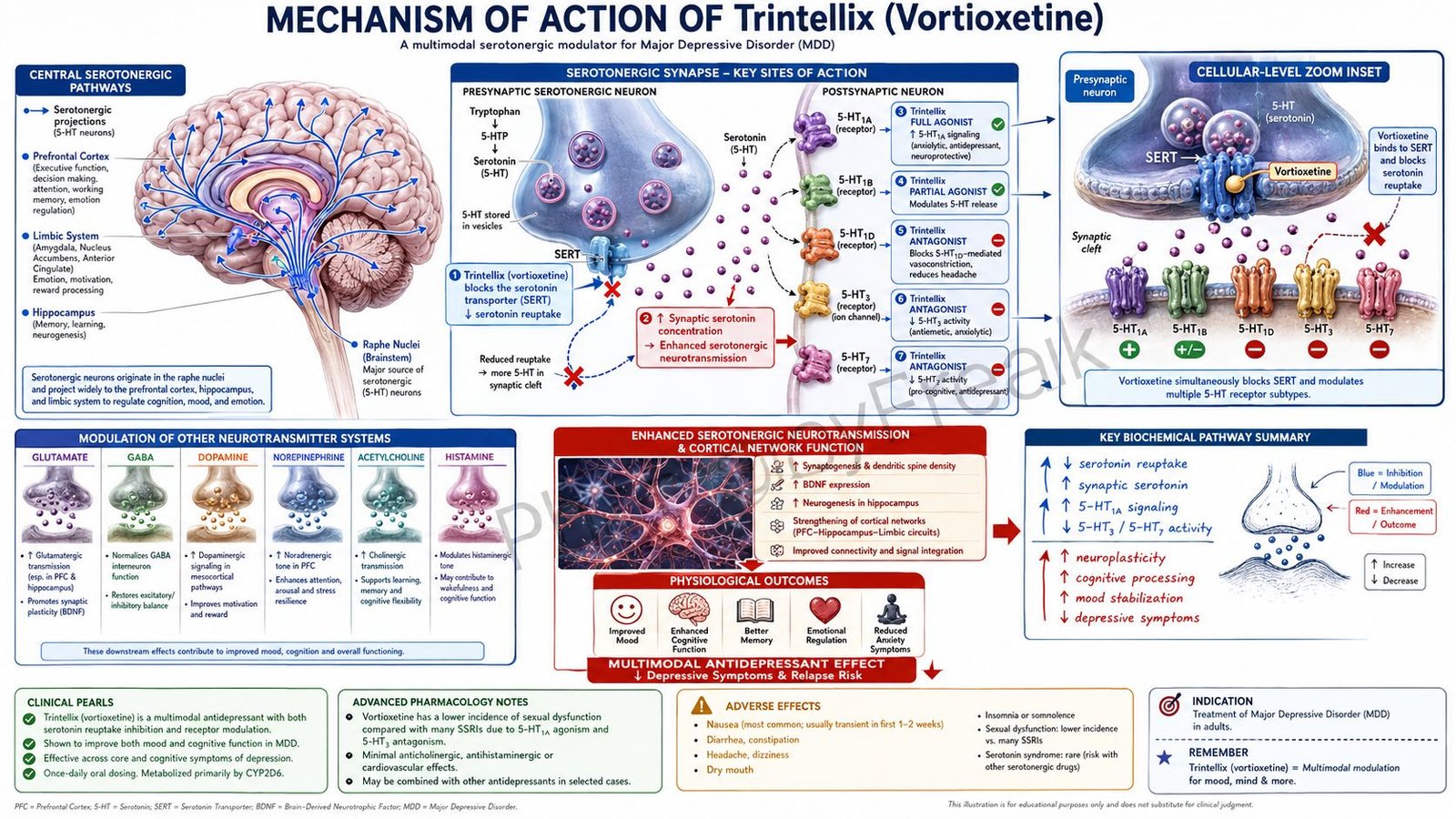 Mechanism of Action of Trintellix