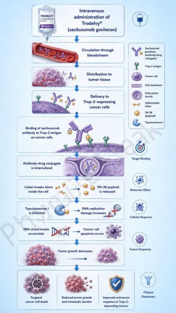 Mechanism of Action of Trodelvy Flowchart
