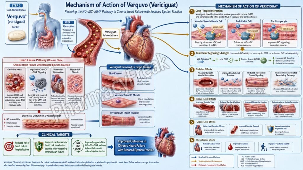 Verquvo Mechanism of Action