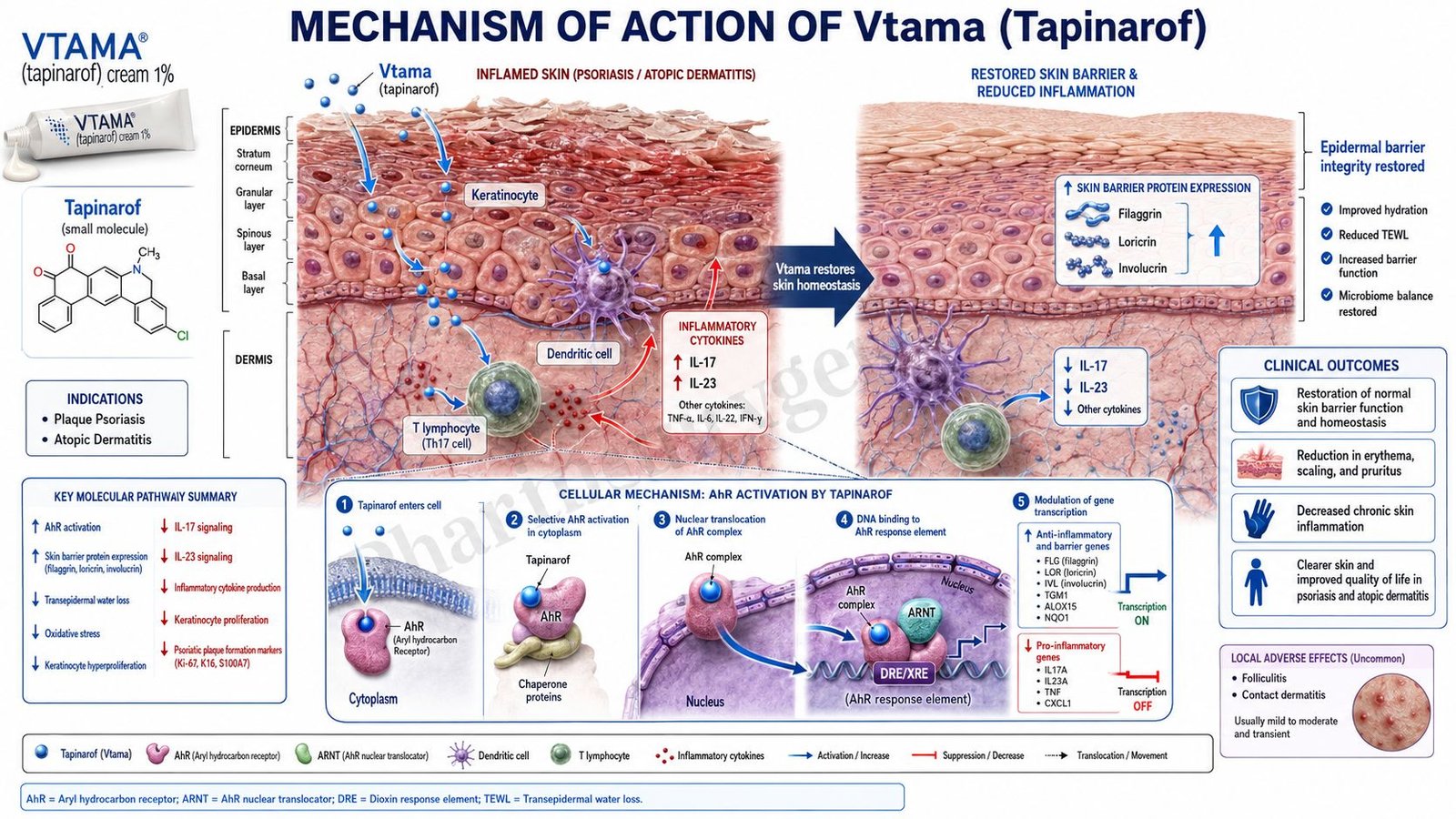 Mechanism of Action of Vtama