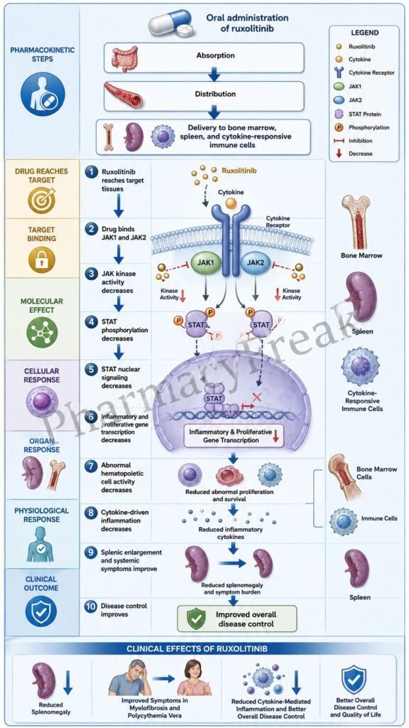 Mechanism of Action of Ruxolitinib Flowchart
