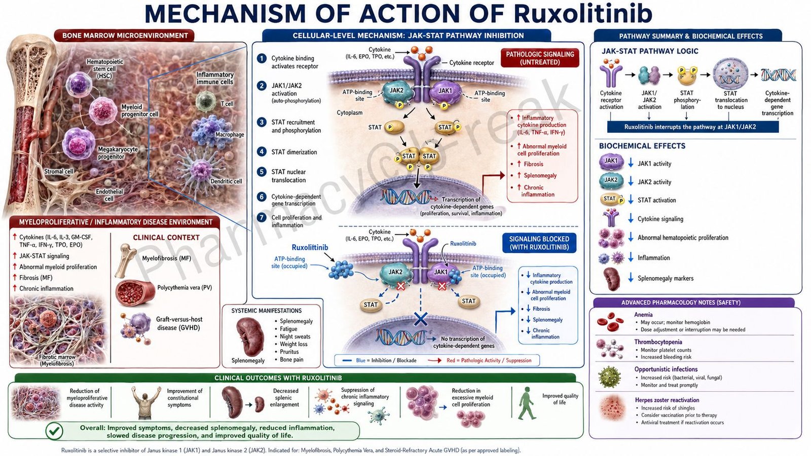 Mechanism of Action of Ruxolitinib