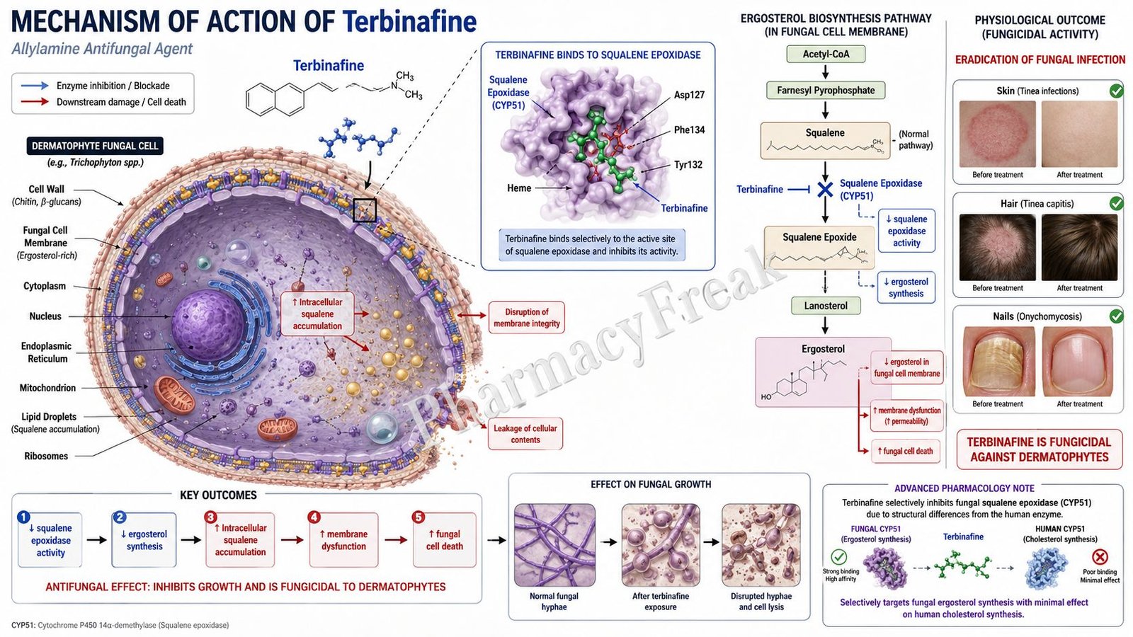 MOA of Terbinafine