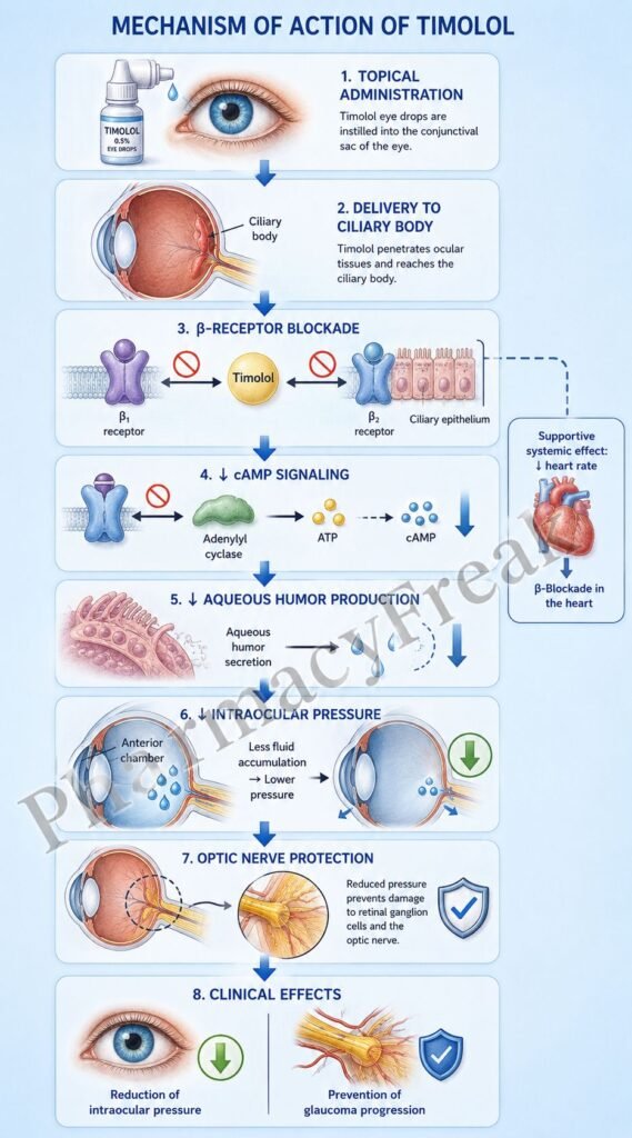 Mechanism of Action of Timolol flowchart