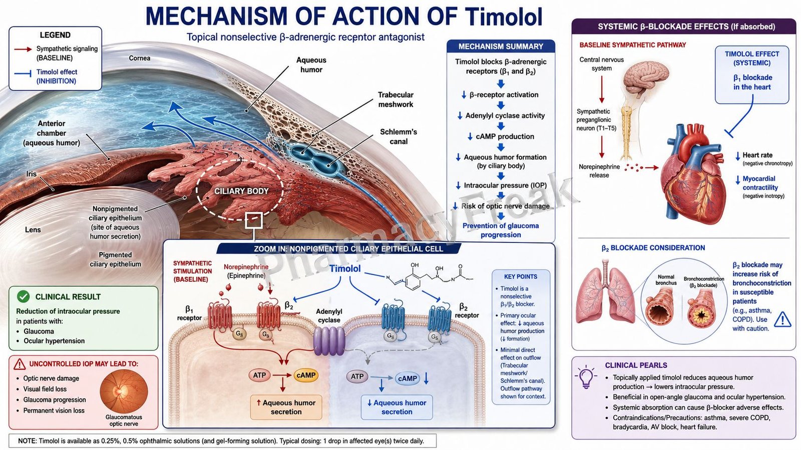Mechanism of Action of Timolol