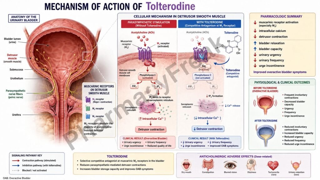 Mechanism of Action of Tolterodine Flowchart
