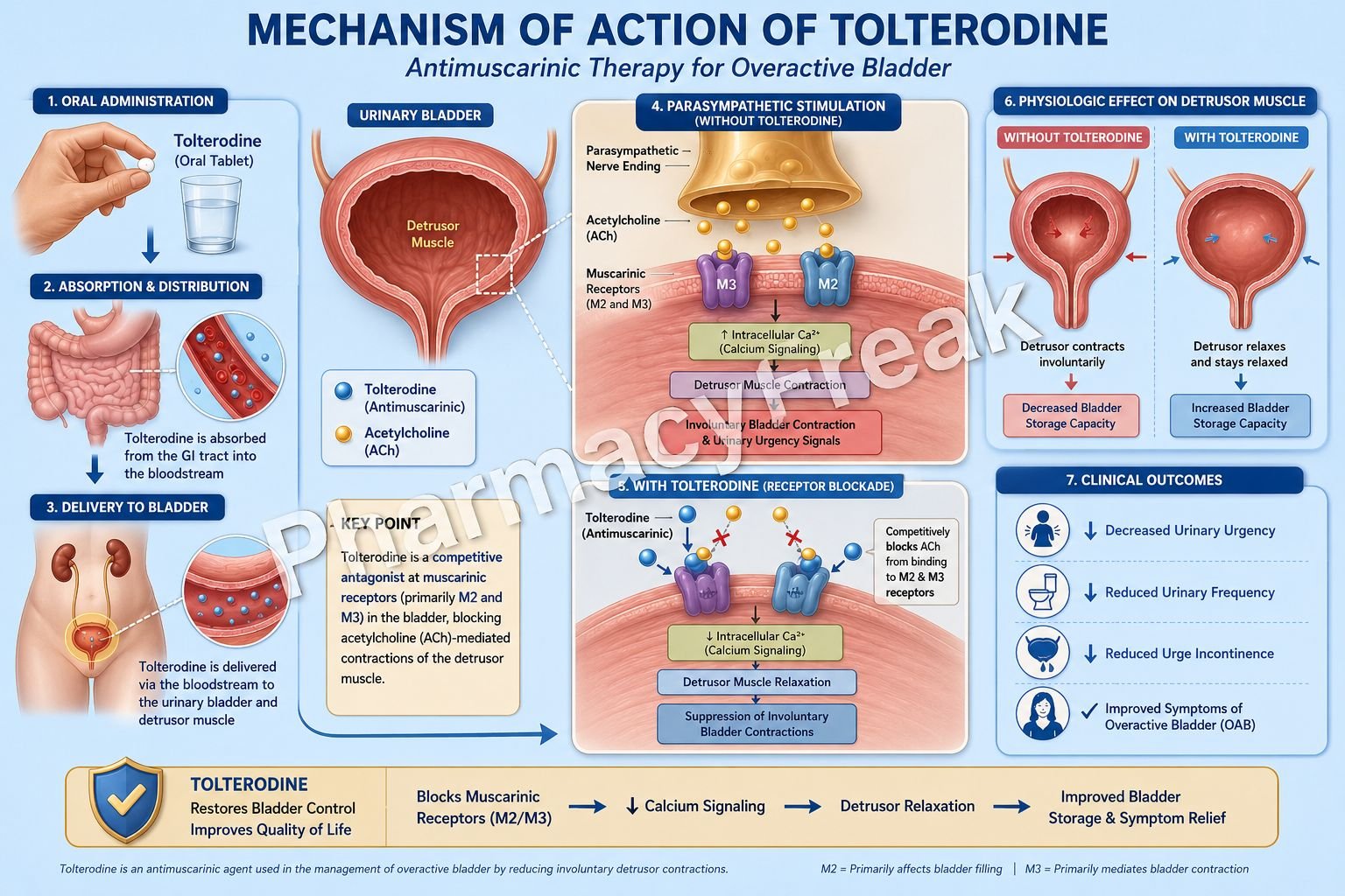 Mechanism of action of tolterodine
