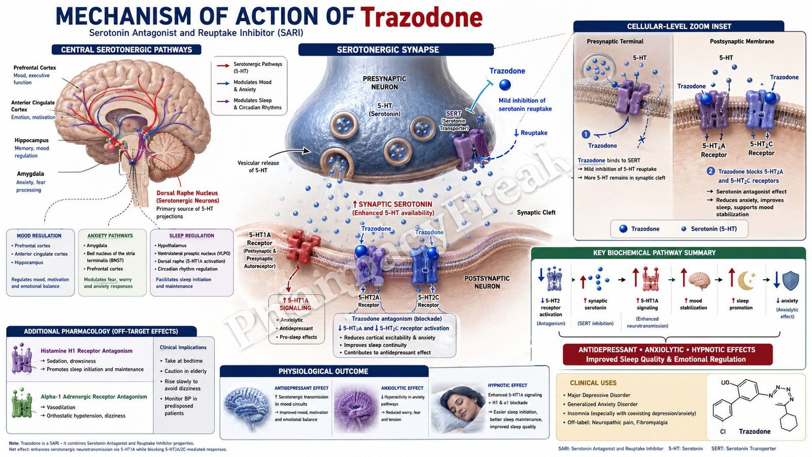 Mechanism-of-action-of-trazodone