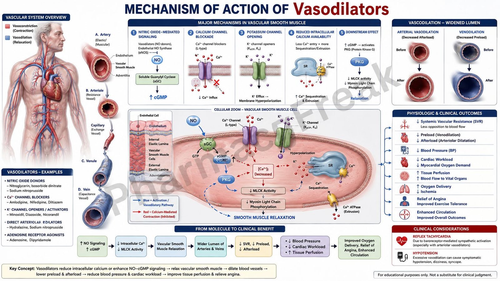 Mechanism of Action of Vasodilators