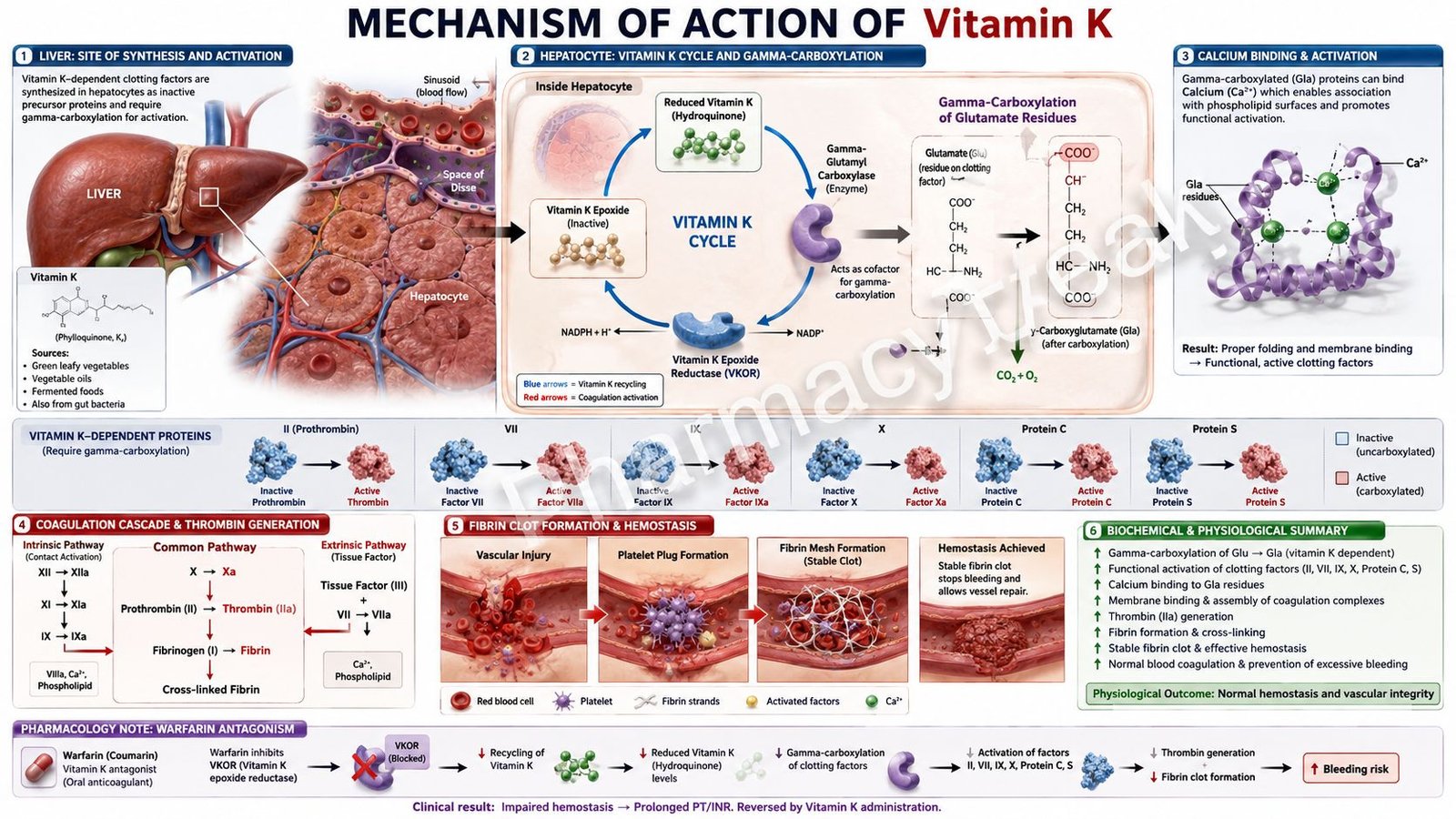 Mechanism of Action of Vitamin K